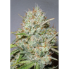 Semillas Shark Widow feminizadas de Advanced Seeds
