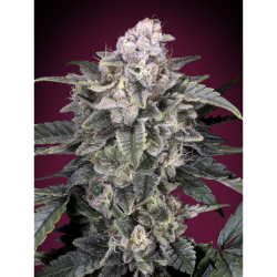 Semillas Slurricane feminizadas de Advanced Seeds