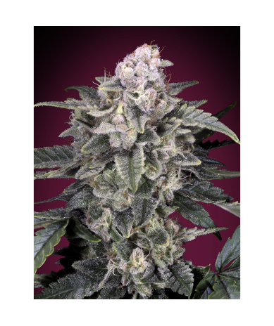 Semillas Slurricane feminizadas de Advanced Seeds