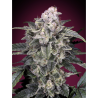 Semillas Slurricane feminizadas de Advanced Seeds