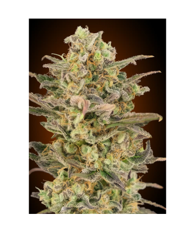 Semillas Somango Glue feminizadas de Advanced Seeds