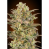 Semillas Somango Glue feminizadas de Advanced Seeds