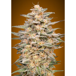 Semillas Somango Widow feminizadas de Advanced Seeds