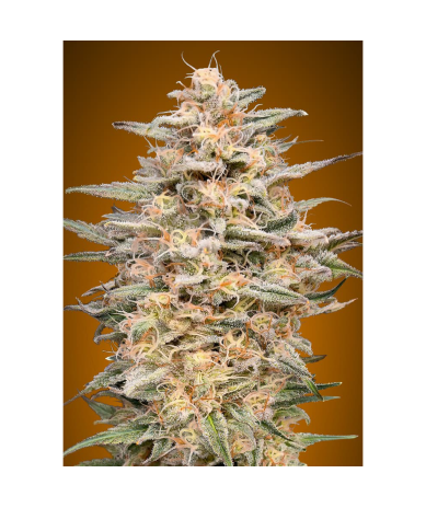 Semillas Somango Widow feminizadas de Advanced Seeds