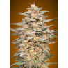 Semillas Somango Widow feminizadas de Advanced Seeds