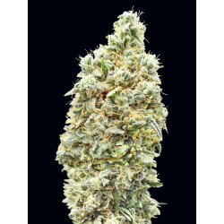 Semillas Strawberry Banana Fast feminizadas de Advanced Seeds