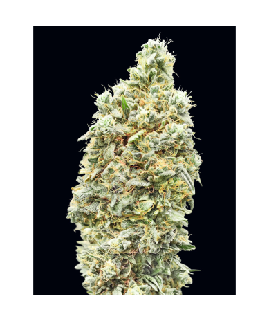 Semillas Strawberry Banana Fast feminizadas de Advanced Seeds