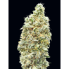 Semillas Strawberry Banana Fast feminizadas de Advanced Seeds