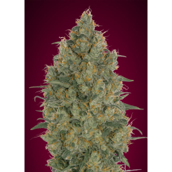 Semillas Strawberry Gum feminizadas de Advanced Seeds