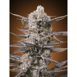 Semillas Watermelon OG feminizadas de Advanced Seeds