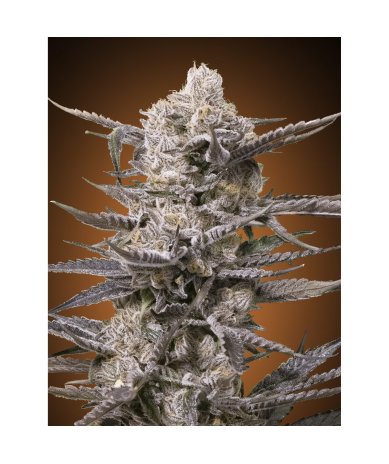 Semillas Watermelon OG feminizadas de Advanced Seeds