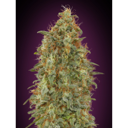 Semillas Zkittlez Fast feminizadas de Advanced Seeds