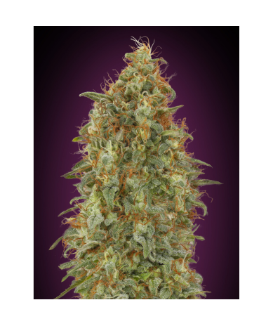 Semillas Zkittlez Fast feminizadas de Advanced Seeds