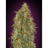 Semillas Zkittlez Fast feminizadas de Advanced Seeds