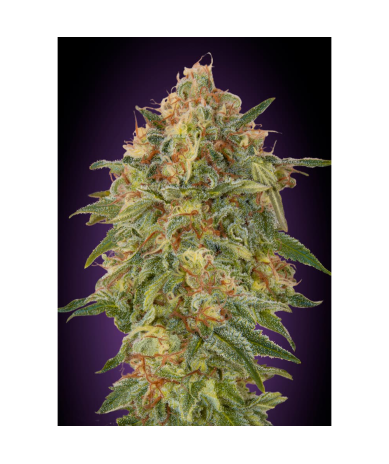 Semillas Zkittlez feminizadas de Advanced Seeds