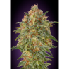 Semillas Zkittlez feminizadas de Advanced Seeds