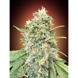 Semillas Strawberry Banana feminizadas de Advanced Seeds