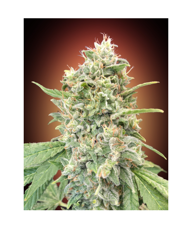 Semillas Strawberry Banana feminizadas de Advanced Seeds