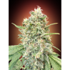 Semillas Strawberry Banana feminizadas de Advanced Seeds