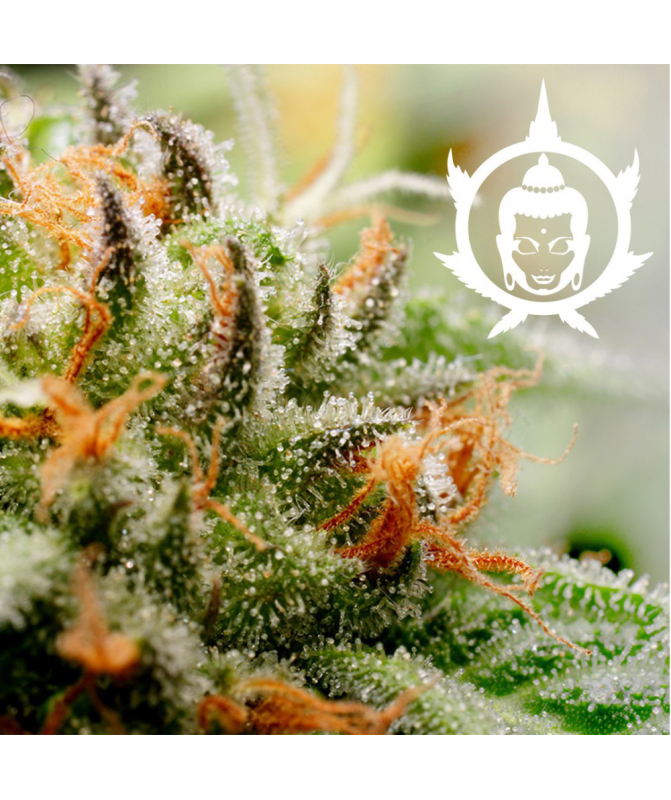 Semillas Assorted Blister Auto autoflorecientes de Buddha Seeds