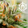 Semillas Assorted Blister Auto autoflorecientes de Buddha Seeds