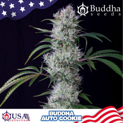 Semillas Auto Cookie autoflorecientes de Buddha Seeds