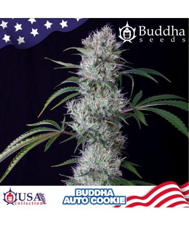 Semillas Auto Cookie autoflorecientes de Buddha Seeds