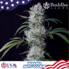 Semillas Auto Cookie autoflorecientes de Buddha Seeds