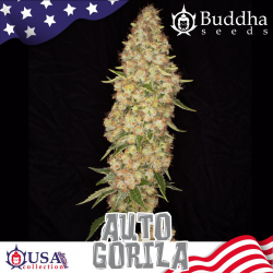 Semillas Auto Gorila autoflorecientes de Buddha Seeds