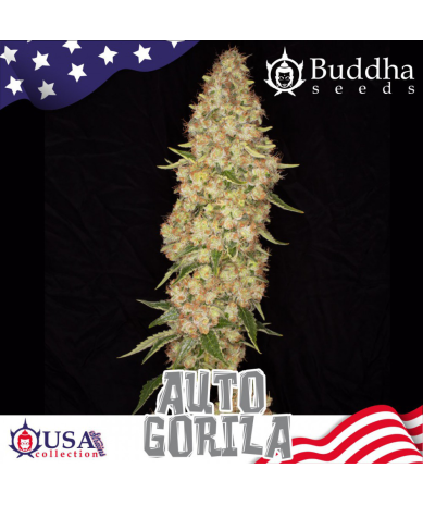 Semillas Auto Gorila autoflorecientes de Buddha Seeds