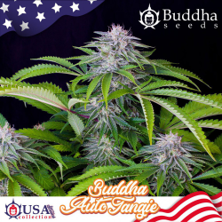 Semillas Auto Tangie autoflorecientes de Buddha Seeds