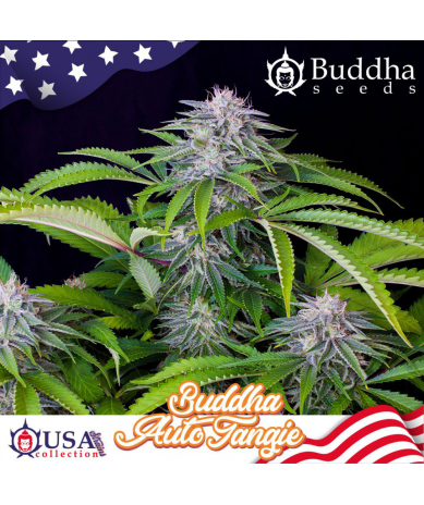 Semillas Auto Tangie autoflorecientes de Buddha Seeds