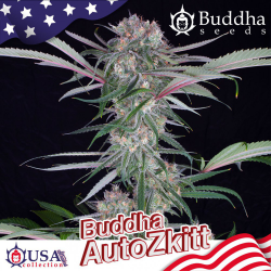 Semillas Auto Zkitt autoflorecientes de Buddha Seeds