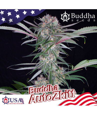 Semillas Auto Zkitt autoflorecientes de Buddha Seeds