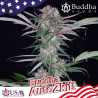 Semillas Auto Zkitt autoflorecientes de Buddha Seeds