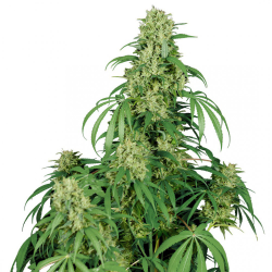 Semillas Calamity Jane Auto autoflorecientes de Buddha Seeds
