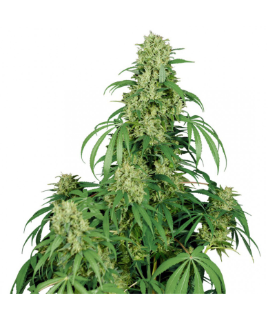 Semillas Calamity Jane Auto autoflorecientes de Buddha Seeds