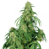 Semillas Calamity Jane Auto autoflorecientes de Buddha Seeds