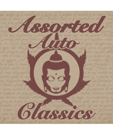 Semillas Classic Assorted Auto autoflorecientes de Buddha Seeds