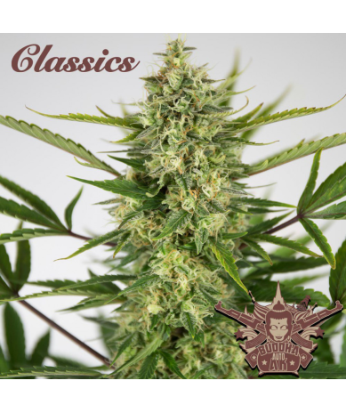 Semillas Classic Auto AK autoflorecientes de Buddha Seeds