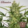 Semillas Classic Auto AK autoflorecientes de Buddha Seeds