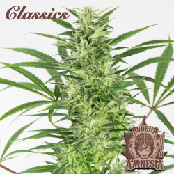 Semillas Classic Auto Amnesia autoflorecientes de Buddha Seeds