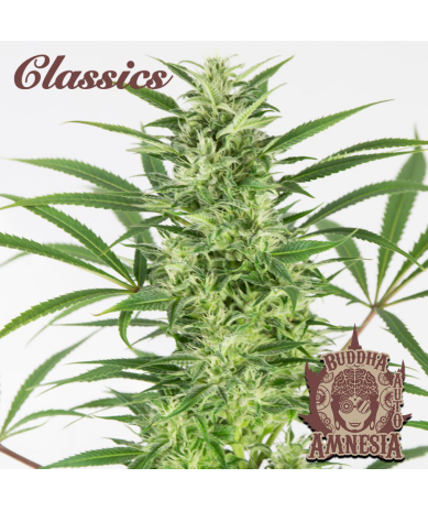 Semillas Classic Auto Amnesia autoflorecientes de Buddha Seeds