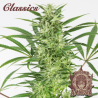 Semillas Classic Auto Amnesia autoflorecientes de Buddha Seeds