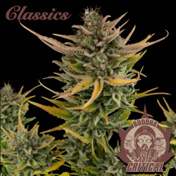 Semillas Classic Auto Critical autoflorecientes de Buddha Seeds