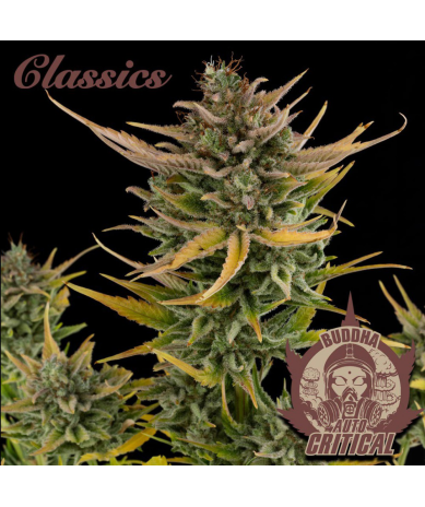 Semillas Classic Auto Critical autoflorecientes de Buddha Seeds