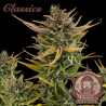 Semillas Classic Auto Critical autoflorecientes de Buddha Seeds
