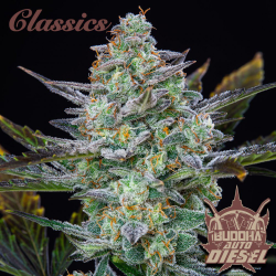 Semillas Classic Auto Diesel autoflorecientes de Buddha Seeds