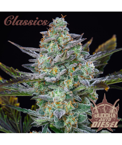 Semillas Classic Auto Diesel autoflorecientes de Buddha Seeds
