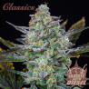 Semillas Classic Auto Diesel autoflorecientes de Buddha Seeds